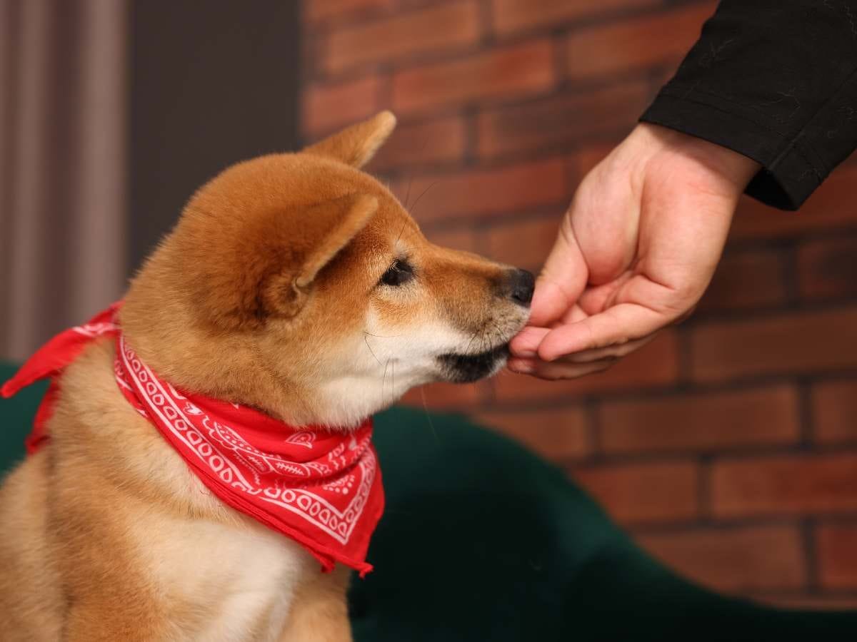 Reward Your Dog