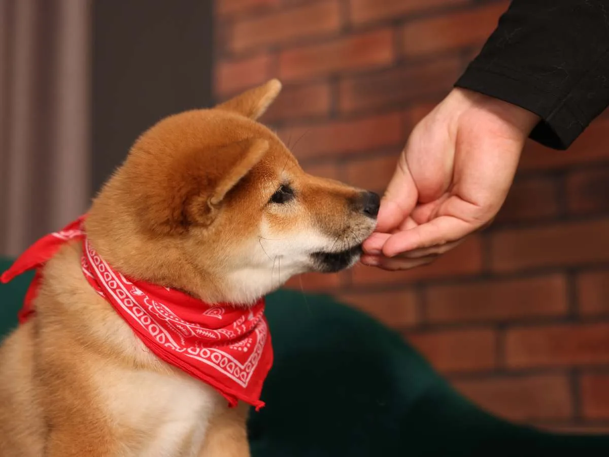 Reward Your Dog