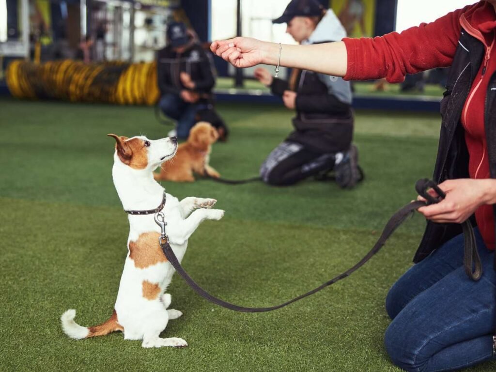 Teach Dog Basic Commands