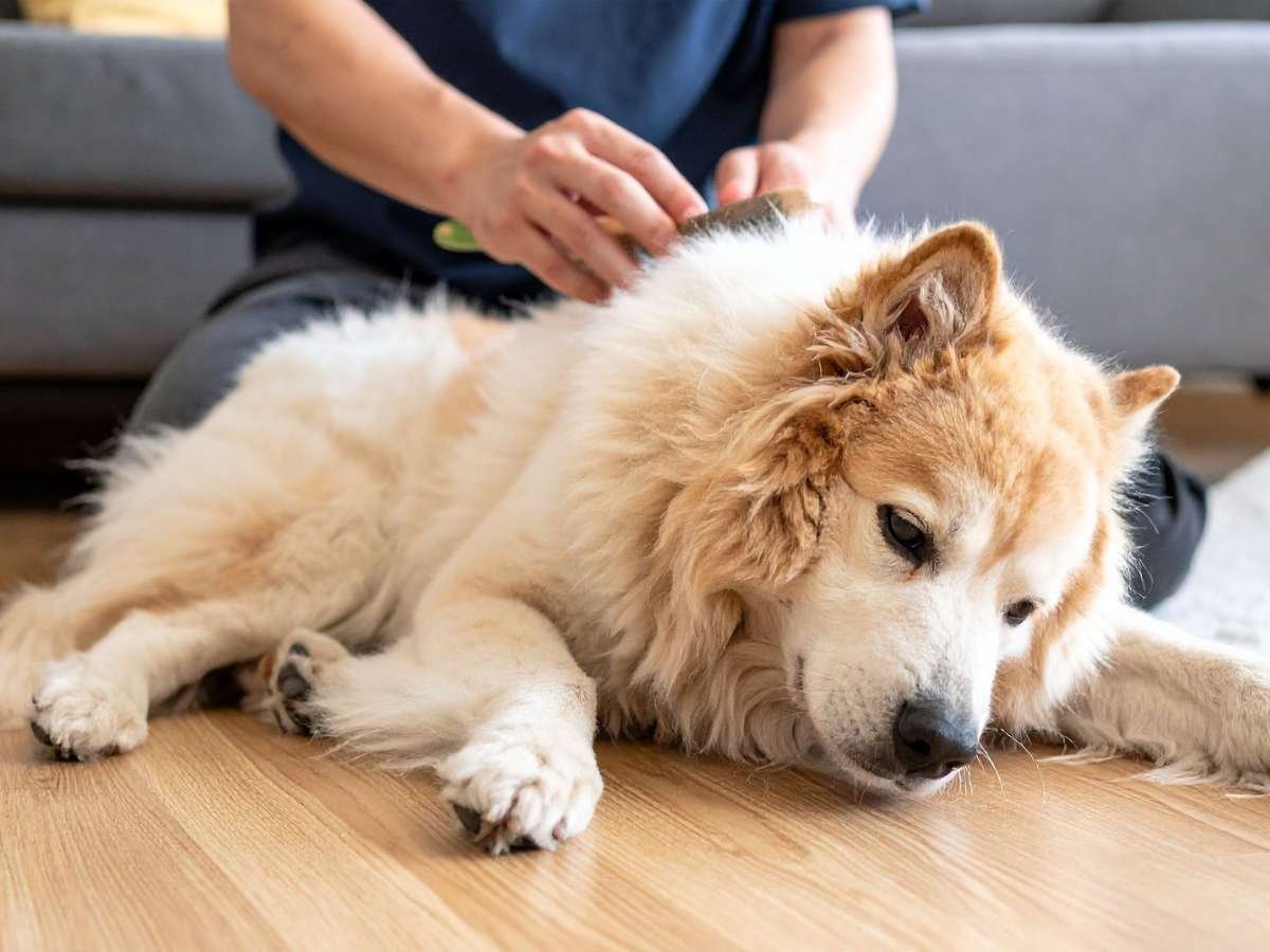 matted dog fur