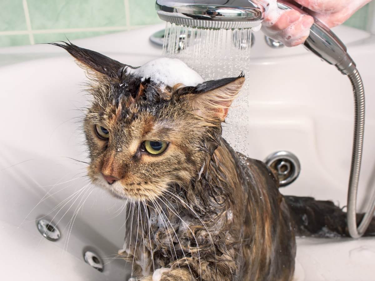 Cat Bathing Service for Shedding Control