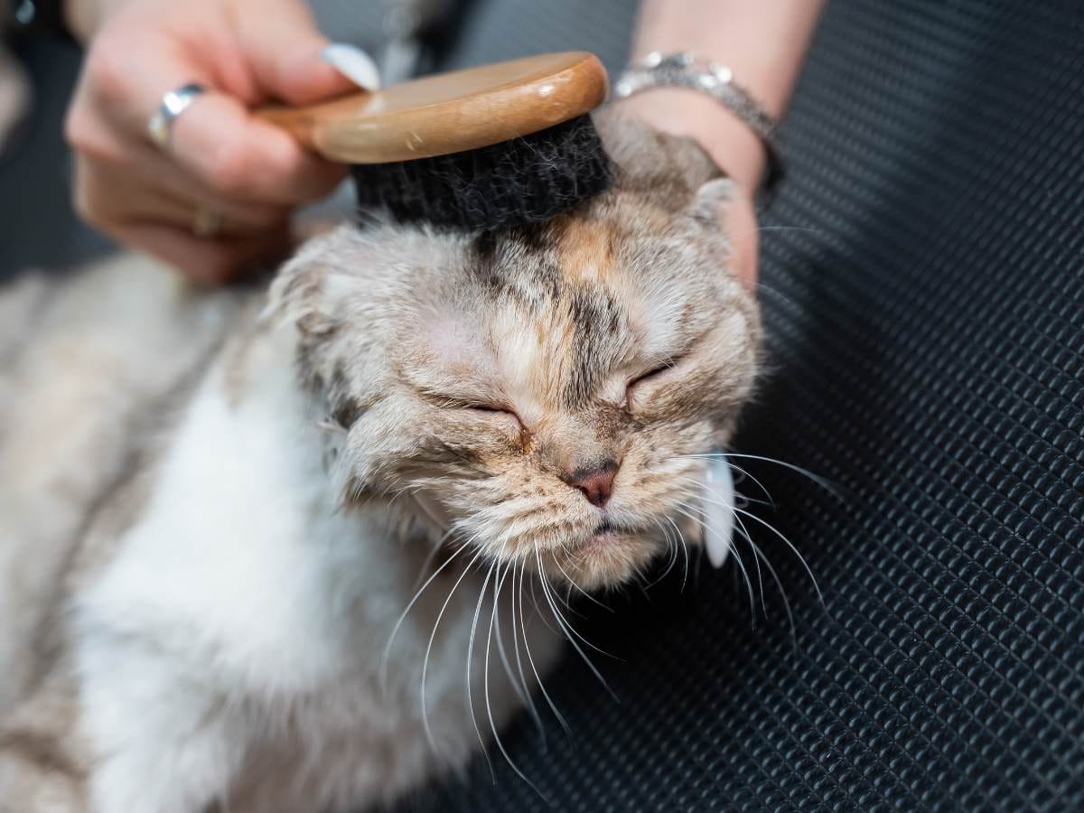 Cat Bathing Service for Shedding