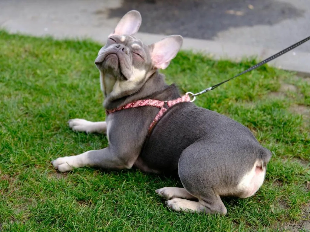 Dog Pulling leash
