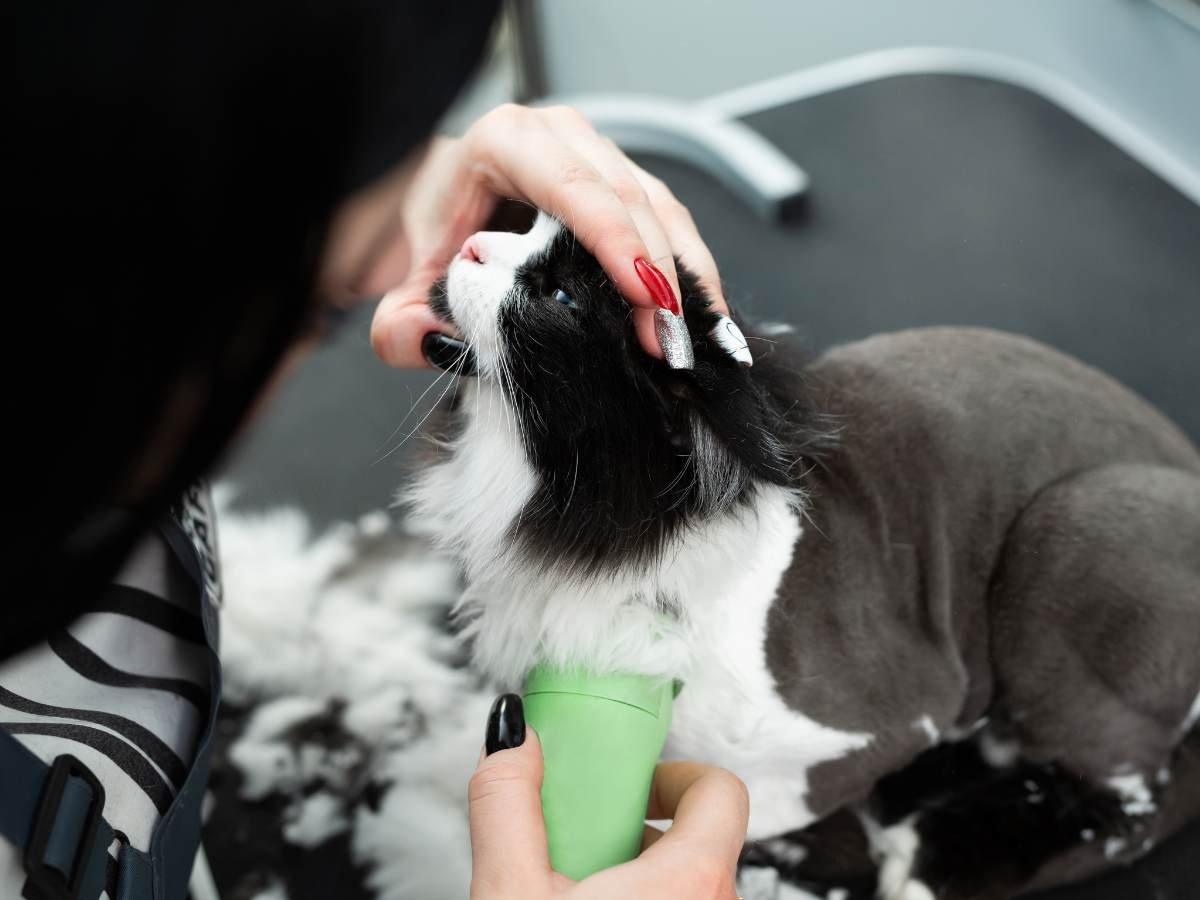 Prevent Cat Hairballs