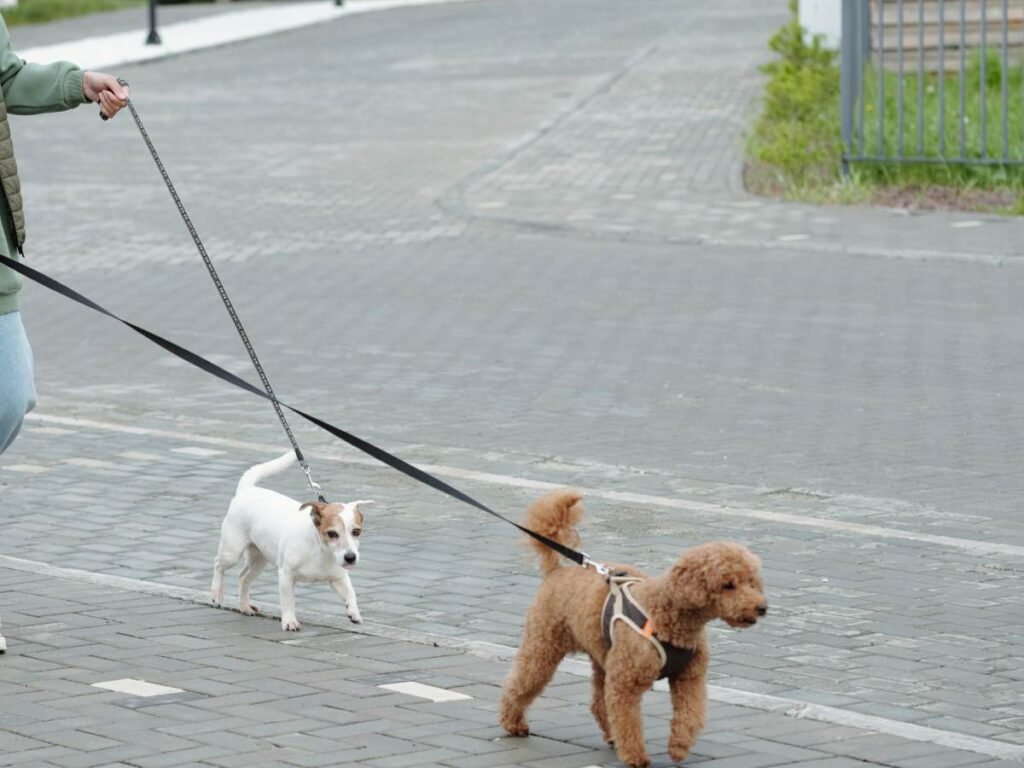 Stop My Dog From Pulling on the Leash