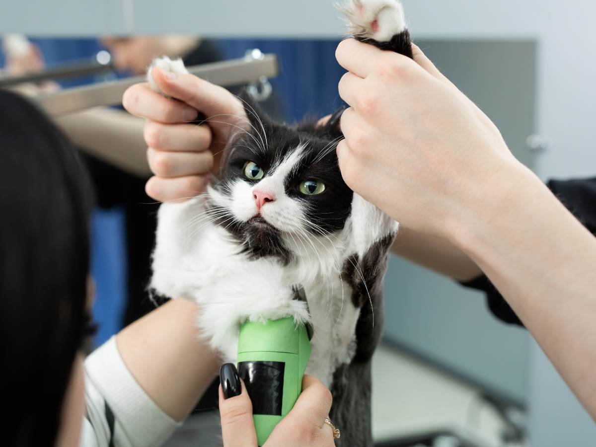 Cat Grooming